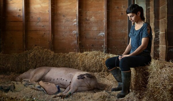 «Θα σκότωναν την αγελάδα, οπότε την έκλεψα»: Πώς vegan ακτιβιστές σώζουν ζώα της φάρμας