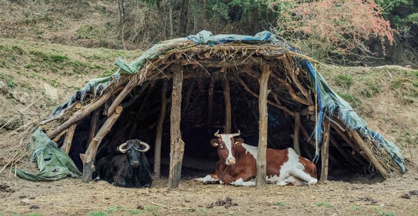 «Θα σκότωναν την αγελάδα, οπότε την έκλεψα»: Πώς vegan ακτιβιστές σώζουν ζώα της φάρμας