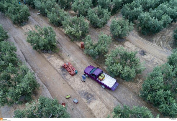 Η Κρήτη επιστρατεύει drones για τον αγώνα κατά του δάκου στους ελαιώνες