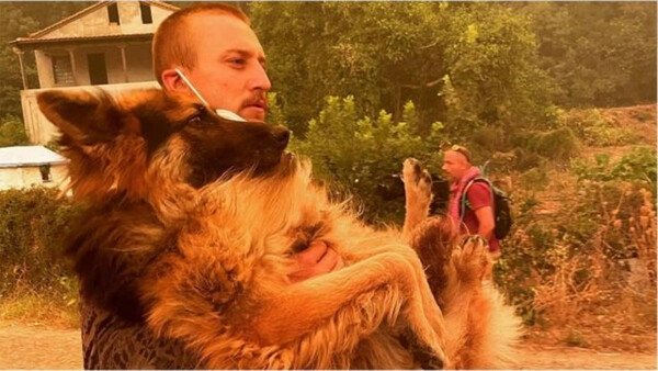 Εύβοια: Eθελοντής σώζει λυκόσκυλο που ο ιδιοκτήτης το είχε αφήσει δεμένο να καεί 