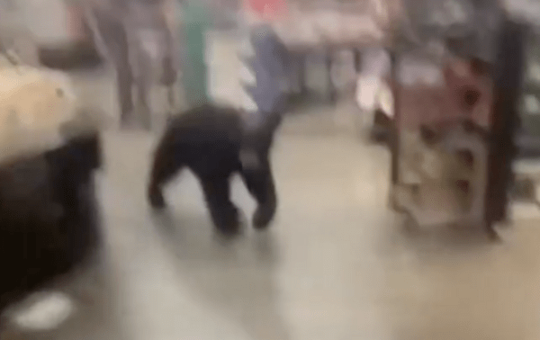 Αρκούδα μπήκε σε ανοικτό σούπερ μάρκετ και έκανε βόλτες στους διαδρόμους (ΒΙΝΤΕΟ)
