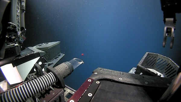 Stunning New Red Jellyfish Species Photographed in the Deep Sea