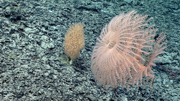 Stunning New Red Jellyfish Species Photographed in the Deep Sea