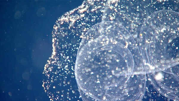 Stunning New Red Jellyfish Species Photographed in the Deep Sea