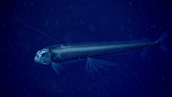 Stunning New Red Jellyfish Species Photographed in the Deep Sea