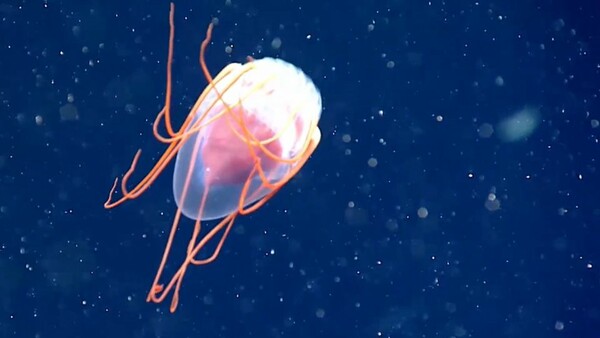 Stunning New Red Jellyfish Species Photographed in the Deep Sea
