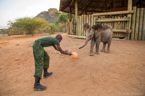 World Elephant Day: inside Kenya’s first indigenously run sanctuary for orphans