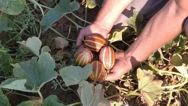 Πεπόνια «τσέπης» καλλιεργεί ένας παραγωγός από το Κιλκίς