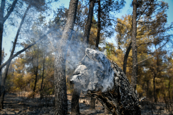 Βίλια: Ανεξέλεγκτη η φωτιά στο όρος Πατέρα – 80.000 στρέμματα στάχτη - «Κινδύνευσαν πυροσβέστες»