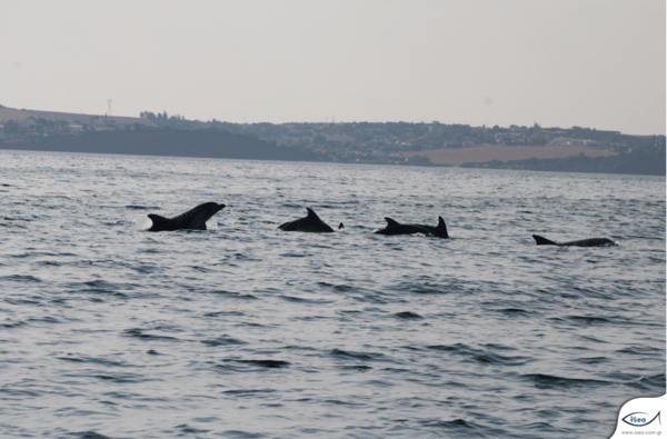 Θεσσαλονίκη: Τα δελφίνια του Θερμαϊκού καταγράφει η iSea - Το σπάνιο είδος που έχει εντοπιστεί