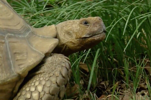 Τεράστια χελώνα «απέδρασε» τρίτη φορά από το σπίτι της- Βρέθηκε σε αυτοκινητόδρομο