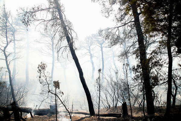 Βίλια: Μεγάλη καταστροφή από τη νέα, μεγάλη φωτιά - Κάηκαν σπίτια (Φωτορεπορτάζ)
