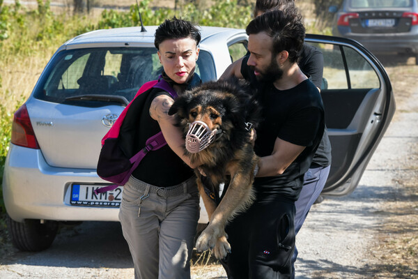 Βίλια: Σε εξέλιξη η φωτιά στα Βίλια - Καμένα σπίτια, στάχτη το δάσος
