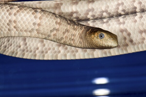 Θαλάσσια φίδια επιτέθηκαν σε επιστήμονες- Τους πέρασαν για σεξουαλικούς αντίζηλους