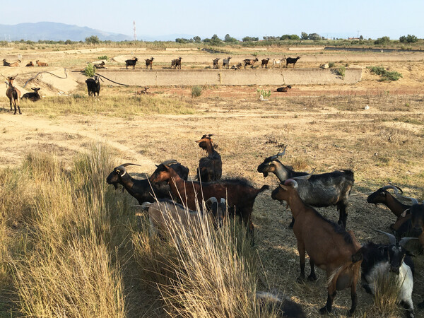 Μουριά και Αγουλινίτσα, οι χαμένες λίμνες του Πύργου