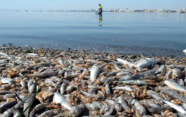 Ισπανία: Τόνοι από νεκρά ψάρια ξεβράστηκαν στις ακτές της λιμνοθάλασσας Mar Menor