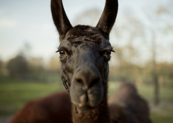 llama winter