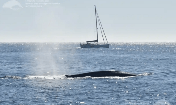 Μπλε φάλαινες επέστρεψαν μετά από 40 χρόνια στις ατλαντικές ακτές της Ισπανίας (ΒΙΝΤΕΟ)