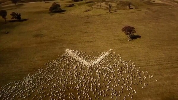 Αυστραλία – Κτηνοτρόφος αποχαιρέτησε τη θεία του που πέθανε με μία τεράστια καρδιά από πρόβατα