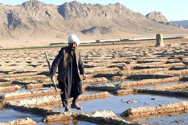 Οι Ταλιμπάν «θέλουν να απαγορεύσουν» την παραγωγή οπίου στο Αφγανιστάν