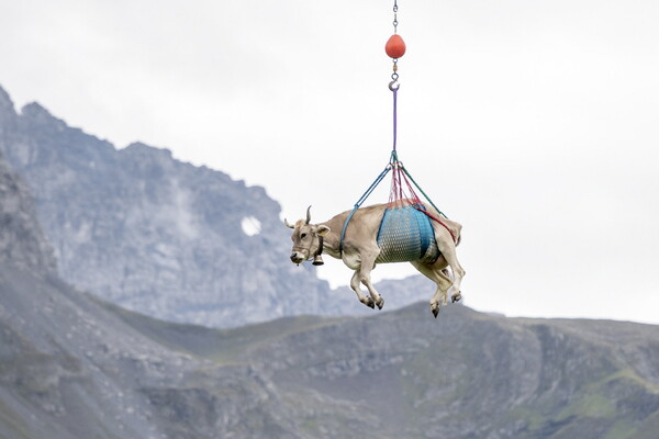 «Αερομεταφερόμενες» αγελάδες: Επιχείρηση απομάκρυνσης τραυματισμένων βοοειδών από βοσκοτόπια της Ελβετίας 