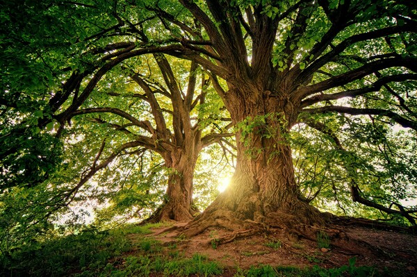«Καμπανάκι» από επιστήμονες: Σχεδόν το ένα στα τρία είδη δέντρων κινδυνεύουν με εξαφάνιση