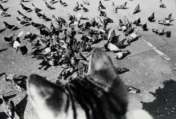 Masahisa Fukase: Φωτογραφική ωδή στις γάτες (του) σε ένα νέο λεύκωμα 