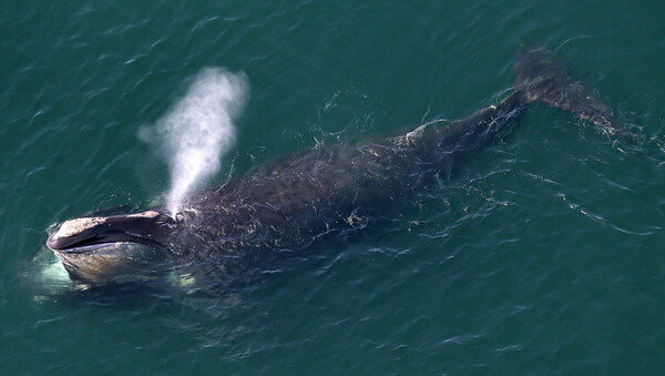 Νέα έρευνα: Στα «σοβαρά απειλούμενα είδη» η δεξιά φάλαινα του Βόρειου Ατλαντικού - Λόγω κλιματικής κρίσης 
