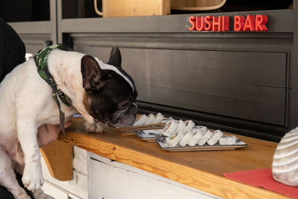 Θεσσαλονίκη: Εστιατόριο σερβίρει σούσι για σκύλους - Τι περιλαμβάνει το μενού (Βίντεο & Εικόνες)