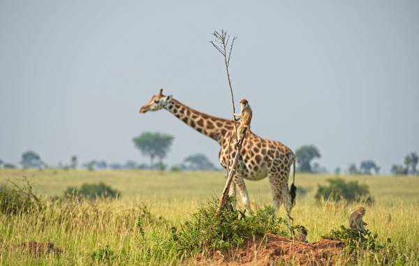 Comedy Wildlife Photography Awards: Όταν η φύση έχει κέφια