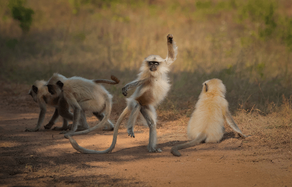 Comedy Wildlife Photography Awards: Όταν η φύση έχει κέφια