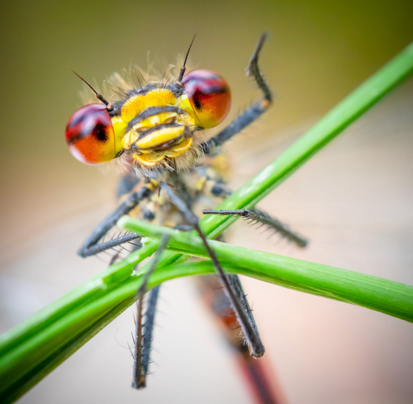 Comedy Wildlife Photography Awards: Όταν η φύση έχει κέφια