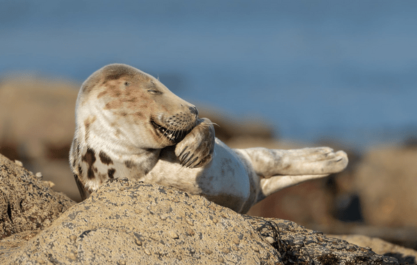 Comedy Wildlife Photography Awards: Όταν η φύση έχει κέφια