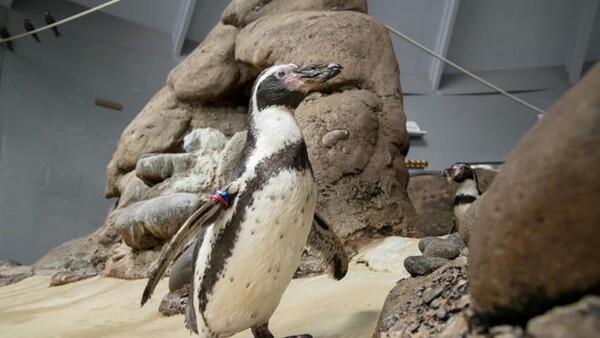 Όρεγκον: Πέθανε ο γηραιότερος πιγκουίνος «ίσως όλου του κόσμου» - Ήταν 31 ετών 