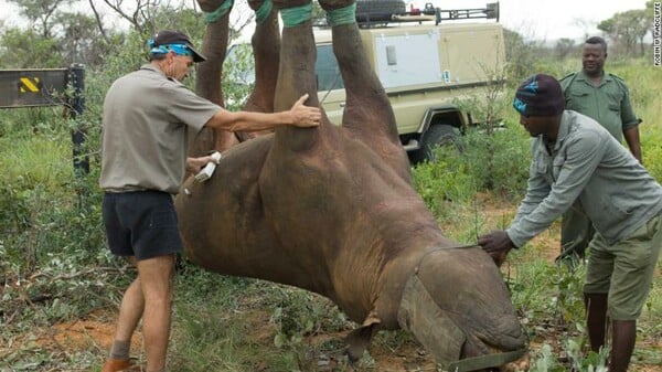 Το πείραμα με τους «ανάποδους ρινόκερους» κέρδισε ένα από τα «Νόμπελ» του τρελού επιστήμονα