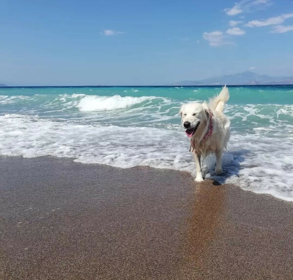 10 νέες φωτογραφίες απ' τα τέλεια ζώα των αναγνωστών μας #748