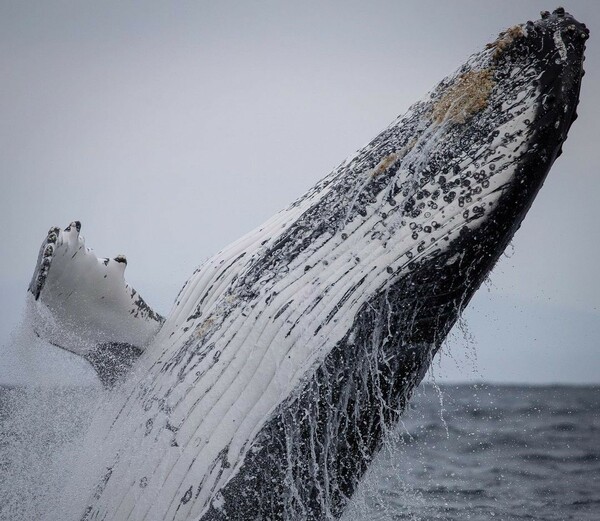 Σπάνια εμφάνιση από 100 και πλέον μεγάπτερες φάλαινες στα ανοιχτά της Αυστραλίας [ΒΙΝΤΕΟ]