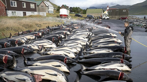 Δανία: Οργή από την σφαγή σχεδόν 1.500 δελφινιών στα νησιά Φερόε