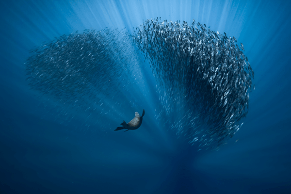 Ocean Photography Awards 2021