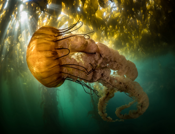 Ocean Photography Awards 2021