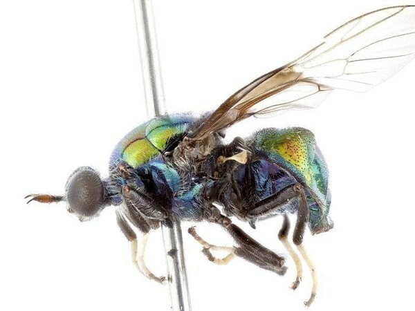 Επιστήμονας ονόμασε μύγα, που τρέφεται με κουφάρια εντόμων, από την RuPaul 