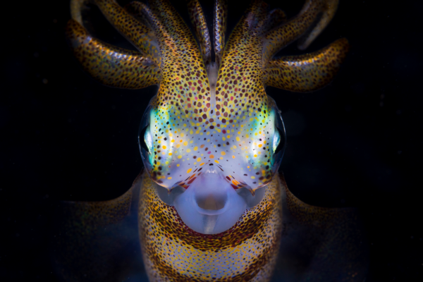 Ocean Photography Awards 2021