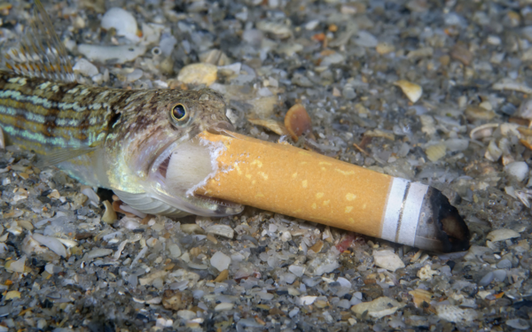 Ocean Photography Awards 2021