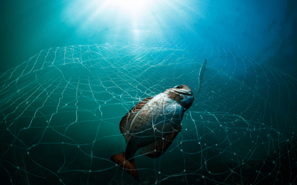 Ocean Photography Awards 2021