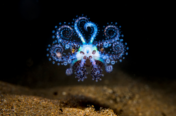 Ocean Photography Awards 2021