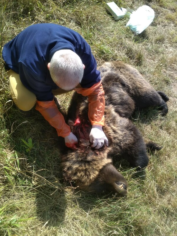 Φλώρινα: Νεκρή από σφαίρες πυροβόλου όπλου νεαρή αρκούδα - Στην περιοχή Βροντερό Πρέσπας