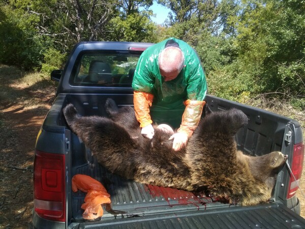 Φλώρινα: Νεκρή από σφαίρες πυροβόλου όπλου νεαρή αρκούδα - Στην περιοχή Βροντερό Πρέσπας