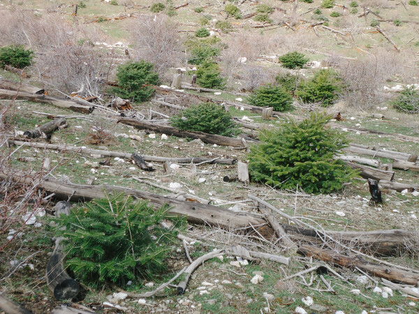 Πάρνηθα – 14 χρόνια μετά 