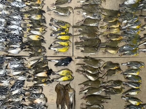  hundreds of migrating birds die after crashing into NYC glass towers