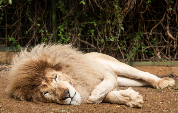 Ουάσιγκτον: Θετικά στον κορωνοϊό 6 λιοντάρια και 3 τίγρεις του ζωολογικού κήπου